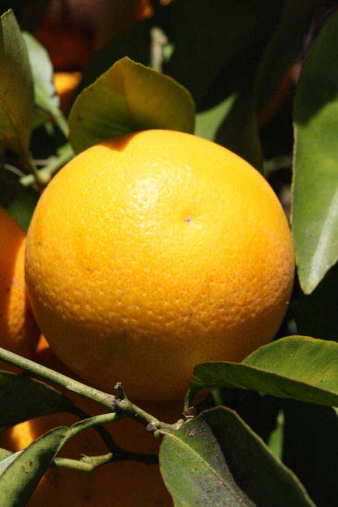              Fruit (Riverside, CA)       